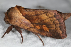 Bellura densa