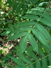 Stigmella intermedia