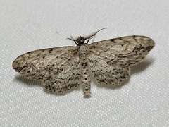Pimaphera sparsaria