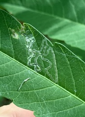 Stigmella intermedia