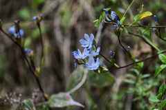 Orthrosanthus monadelphus