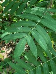 Stigmella intermedia
