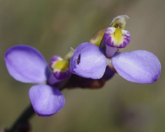 Comesperma scoparium