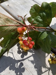 Viburnum opulus americanum