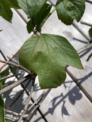 Viburnum opulus americanum