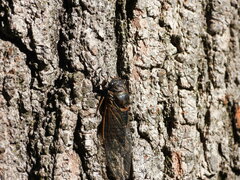 Neotibicen canicularis