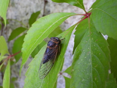 Neotibicen canicularis