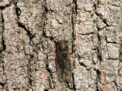 Neotibicen canicularis