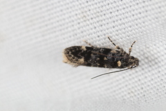 Chionodes bicostomaculella