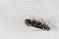 Chionodes bicostomaculella