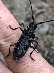 Monochamus maculosus