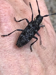 Monochamus maculosus