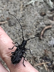 Monochamus maculosus