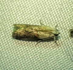 Acrobasis palliolella