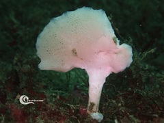 Clathrina cancellata