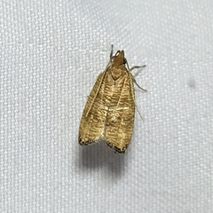 Psilocorsis cryptolechiella