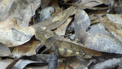 Spharagemon crepitans