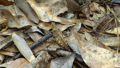 Spharagemon crepitans