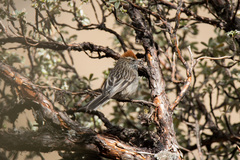 White-Browed Tit-Spinetail photo 5