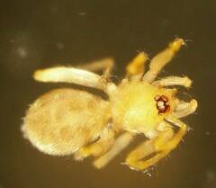 Heteroonops spinimanus