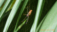 Trichonephila clavipes image