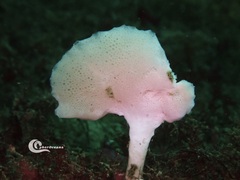 Clathrina cancellata