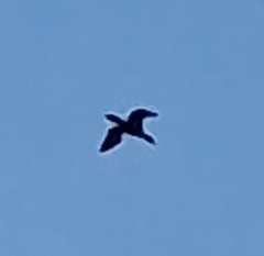 Phalacrocoracidae