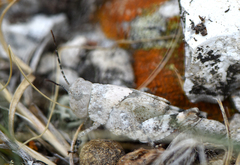 Trimerotropis pistrinaria