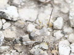 Trimerotropis pistrinaria