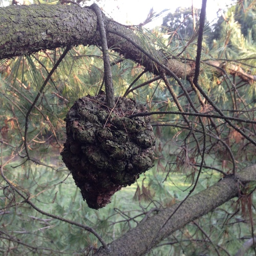Montezuma pine