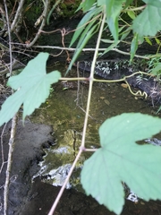 Ampelopsis glandulosa