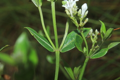 Declieuxia fruticosa