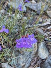 Penstemon azureus