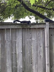 Sciurus carolinensis