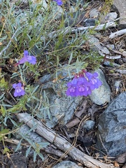 Penstemon azureus