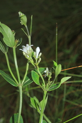 Declieuxia fruticosa