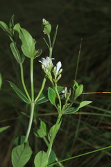 Declieuxia fruticosa