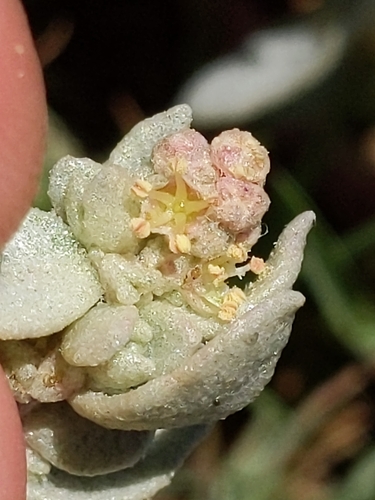 Image of Atriplex leucophylla by (c) Ken-ichi Ueda, some rights reserved (CC BY)