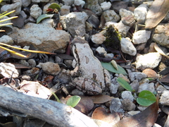 Hyla wrightorum