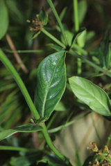 Declieuxia fruticosa