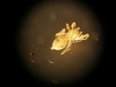 Heteroonops spinimanus