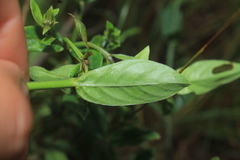 Declieuxia fruticosa