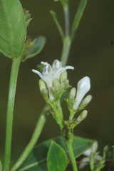 Declieuxia fruticosa