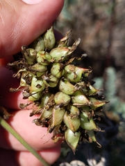 Astragalus pycnostachyus pycnostachyus