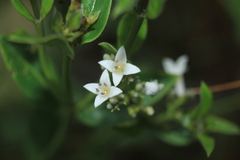 Declieuxia fruticosa