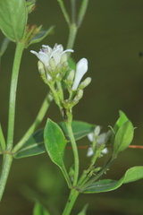 Declieuxia fruticosa