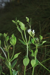 Declieuxia fruticosa