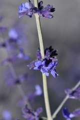Salvia abrotanoides