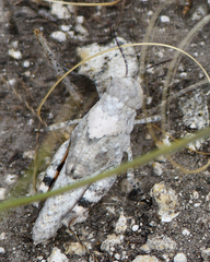 Trimerotropis pistrinaria