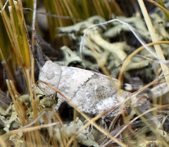 Trimerotropis pistrinaria